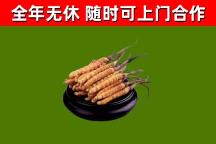 盈江回收散虫草